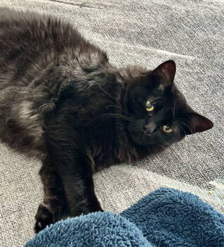 Rescue Domestic Medium Hair Cats for Adoption in Fort Myers, Florida - Gloria | PetCurious