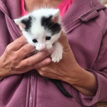 Spots -  Domestic Short Hair Cat for Adoption in Coos Bay, Oregon - Spots | PetCurious