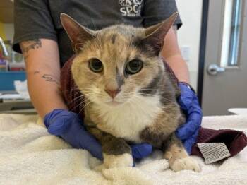 Sylvia Rivera -  Domestic Short Hair Cat for Adoption in Raleigh, North Carolina - Sylvia Rivera | PetCurious