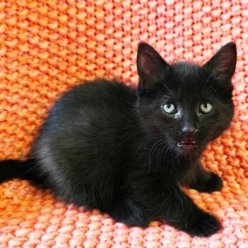 Raven -  Domestic Short Hair Cat Available for Adoption in Mt. Juliet, Tennessee - Raven | PetCurious