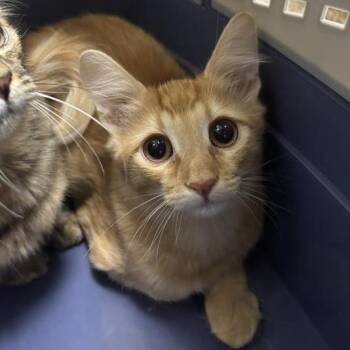 Fuji -  Domestic Medium Hair Cat for Adoption in Tempe, Arizona - Fuji | PetCurious