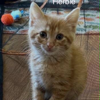 Herbie -  Tabby Cat for Adoption in Wyandotte, Michigan - Herbie | PetCurious