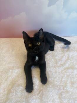 RAV4 -  Domestic Short Hair Cat for Adoption in Wheaton, Illinois - RAV4 | PetCurious