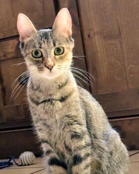 Winnie -  Domestic Short Hair Cat for Adoption in Sonora, California - Winnie | PetCurious