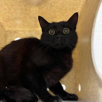 Domestic Short Hair Cats Available for Adoption in Lyndhurst, Virginia - SVAS-Stray-38694 | PetCurious