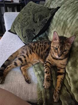 Gary -  Bengal Cat for Adoption in Toronto, Ontario - Gary | PetCurious