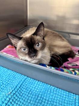 Rescue Siamese Cats for Adoption in Sierra Vista, Arizona - Georgie | PetCurious