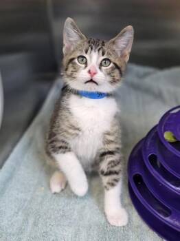 Domestic Short Hair Cats Available for Adoption in Westland, Michigan - Branch | PetCurious