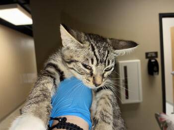 A610893 -  Domestic Short Hair Cat for Adoption in Modesto, California - A610893 | PetCurious