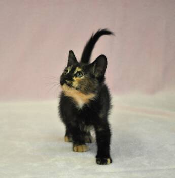 Minerva -  Domestic Medium Hair and Calico Cat Available for Adoption in Union Gap, Washington - Minerva | PetCurious