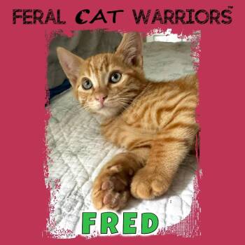 Fred -  Domestic Short Hair Cat for Adoption in Kingman, Arizona - Fred | PetCurious