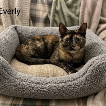 Everly -  Tortoiseshell Cat for Adoption in Wyandotte, Michigan - Everly | PetCurious