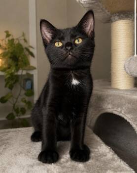 Domestic Short Hair Cats Available for Adoption in Long Beach, New York - Lucy | PetCurious