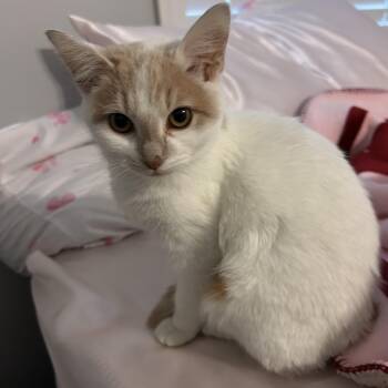 Domestic Short Hair Cats Available for Adoption - Peaches | PetCurious
