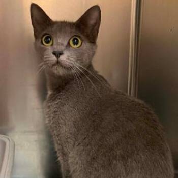 Tequila Sunrise -  Domestic Short Hair Cat for Adoption in Concord, North Carolina - Tequila Sunrise | PetCurious