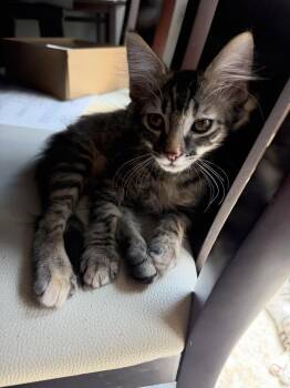 Vienna -  Domestic Long Hair and Domestic Short Hair Cat for Adoption in Dallas, Texas - Vienna | PetCurious