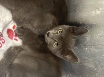 Rescue Russian Blue and Domestic Short Hair Cats for Adoption in Antioch, California - Bob | PetCurious