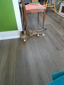 Mirella -  Domestic Short Hair Cat for Adoption in Markham, Ontario - Mirella | PetCurious