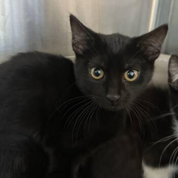 Rescue Domestic Short Hair Cats for Adoption in Brookings, South Dakota - Hollis | PetCurious