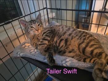 Rescue American Shorthair Cats for Adoption in El Dorado, Arkansas - Tailer Swift | PetCurious