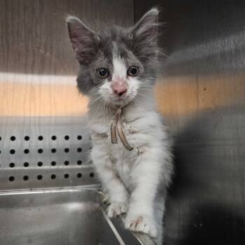 Rescue Domestic Short Hair Cats for Adoption in Austin, Texas - Ixia 25 | PetCurious