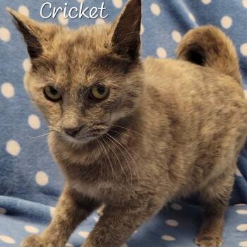 Cricket -  Domestic Short Hair Cat for Adoption in Parkersburg, West Virginia - Cricket | PetCurious