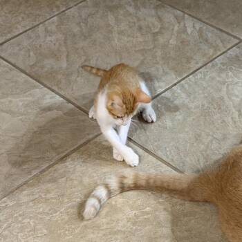 Cheese Puff -  Domestic Short Hair Cat for Adoption in Houston, Texas - Cheese Puff | PetCurious