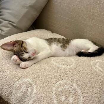 Chiqui -  Tabby and Domestic Short Hair Cat for Adoption in Miami, Florida - Chiqui | PetCurious
