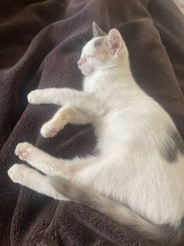 Pixie -  Dilute Calico and Domestic Short Hair Cat for Adoption in Phoenix, Arizona - Pixie | PetCurious