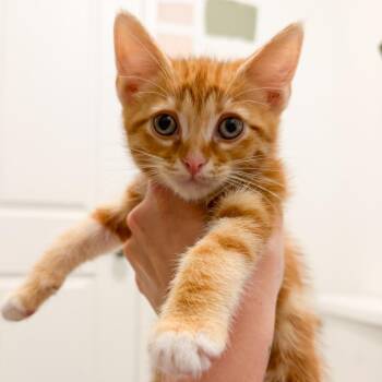 Kevin -  Domestic Short Hair Cat for Adoption in Long Beach, California - Kevin | PetCurious