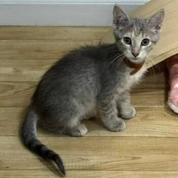 Comb -  Domestic Short Hair Cat for Adoption in Normal, Illinois - Comb | PetCurious