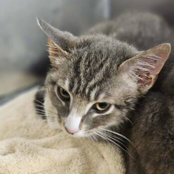 Emma -  Domestic Short Hair Cat for Adoption in Martinsville, Virginia - Emma | PetCurious