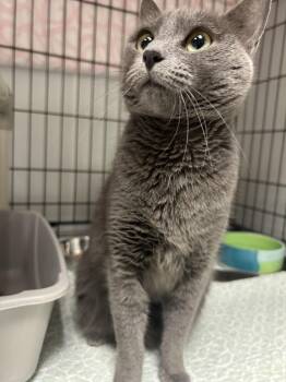 Blue -  Domestic Short Hair Cat for Adoption in Cape May, New Jersey - Blue | PetCurious
