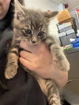 Buzz -  Domestic Short Hair Cat for Adoption in West Chester, Pennsylvania - Buzz | PetCurious