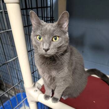 Domestic Short Hair Cats Available for Adoption in Wilmington, Ohio - Fredericka | PetCurious
