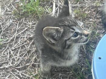 KELLY -  Domestic Short Hair Cat Available for Adoption in Ocala, Florida - KELLY | PetCurious
