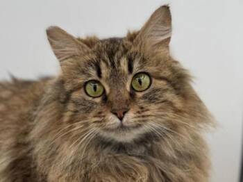 Domestic Long Hair Cats Available for Adoption - Coco | PetCurious