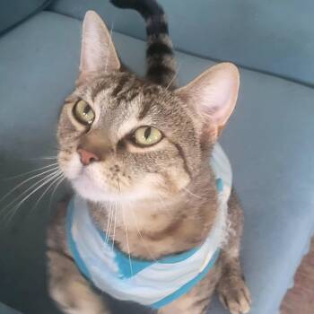 Sallie Mae Francis -  American Shorthair Cat for Adoption in Bennington, Vermont - Sallie Mae Francis | PetCurious