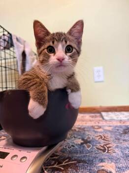 Bentley -  Domestic Short Hair Cat for Adoption in Stoughton, Wisconsin - Bentley | PetCurious