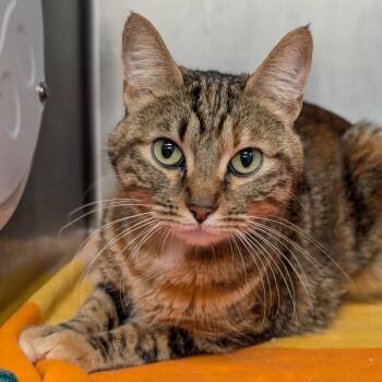 Haven -  Domestic Short Hair Cat for Adoption in Spokane, Washington - Haven | PetCurious