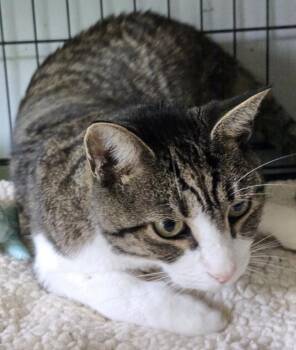 Brady -  Domestic Short Hair Cat for Adoption in Windsor, Connecticut - Brady | PetCurious