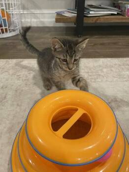 Kobe -  Domestic Short Hair Cat Available for Adoption in Zephyrhills, Florida - Kobe | PetCurious