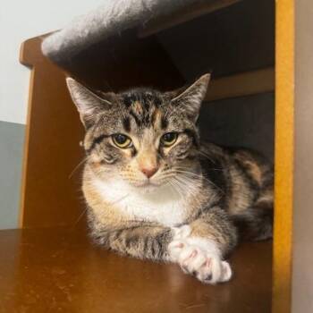 Buffy -  Domestic Short Hair Cat for Adoption in Hutchinson, Minnesota - Buffy | PetCurious