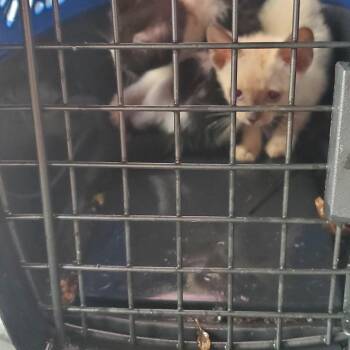 Leia -  Domestic Short Hair Cat for Adoption in Lake Jackson, Texas - Leia | PetCurious