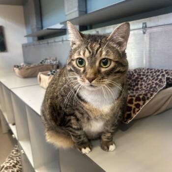 Mermaid -  Domestic Short Hair Cat for Adoption in Sarasota, Florida - Mermaid | PetCurious