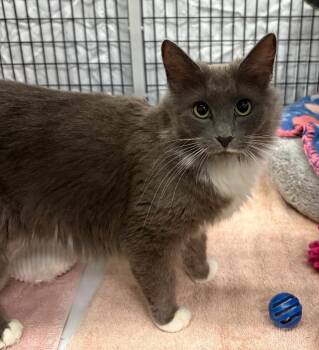 Domestic Medium Hair Cats Available for Adoption in Raleigh, North Carolina - Tea Kettle | PetCurious