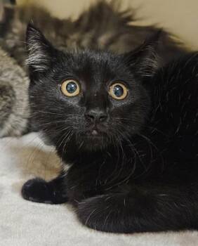 Meteor -  Domestic Short Hair Cat for Adoption in Bellevue, Washington - Meteor | PetCurious