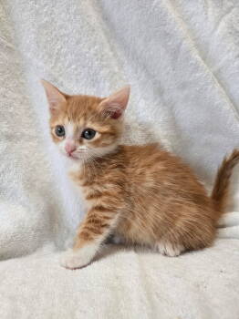 Rescue Tabby Cats for Adoption in Calimesa, California - Munster | PetCurious