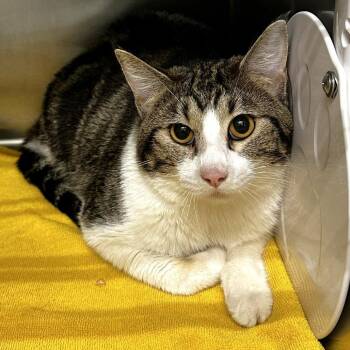 Domestic Short Hair Cats Available for Adoption in Warrensburg, Missouri - Paris | PetCurious