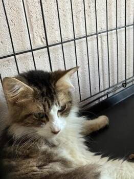 26-553 -  Domestic Long Hair and Domestic Short Hair Cat for Adoption in Barnesville, Georgia - 26-553 | PetCurious